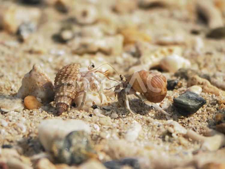 ヤドカリ二匹_仲泊海岸(沖縄県恩納村仲泊)