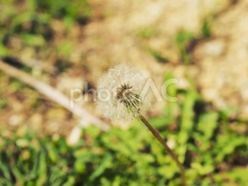 たんぽぽ_末吉公園（沖縄県那覇市首里）