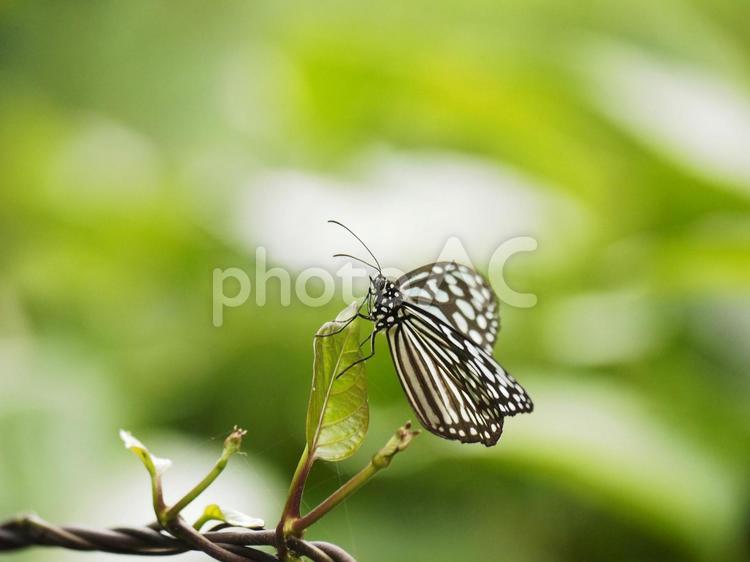オオゴマダラ（沖縄県那覇市首里末吉町）