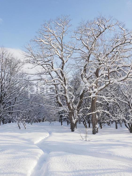 雪積の冬風景(中島公園、北海道札幌市）