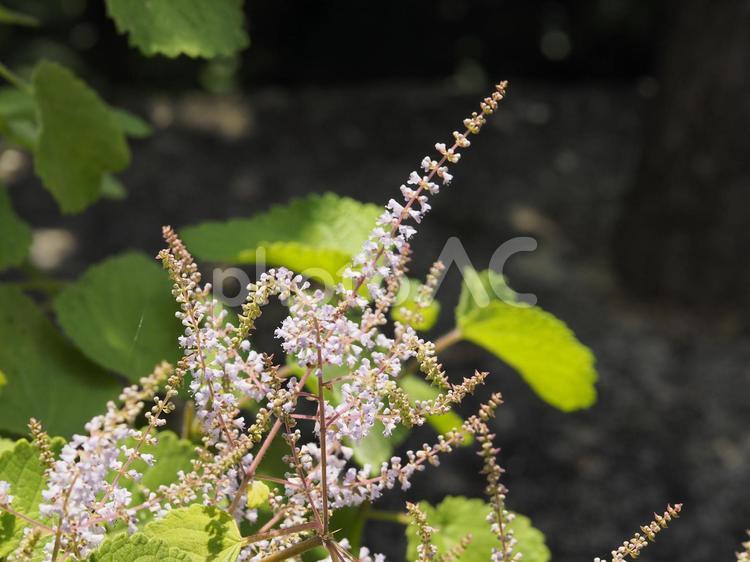 フブキバナ_末吉公園（沖縄県那覇市首里）