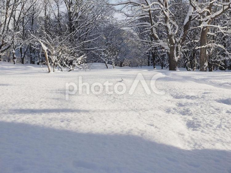 雪積の冬風景(中島公園、北海道札幌市）