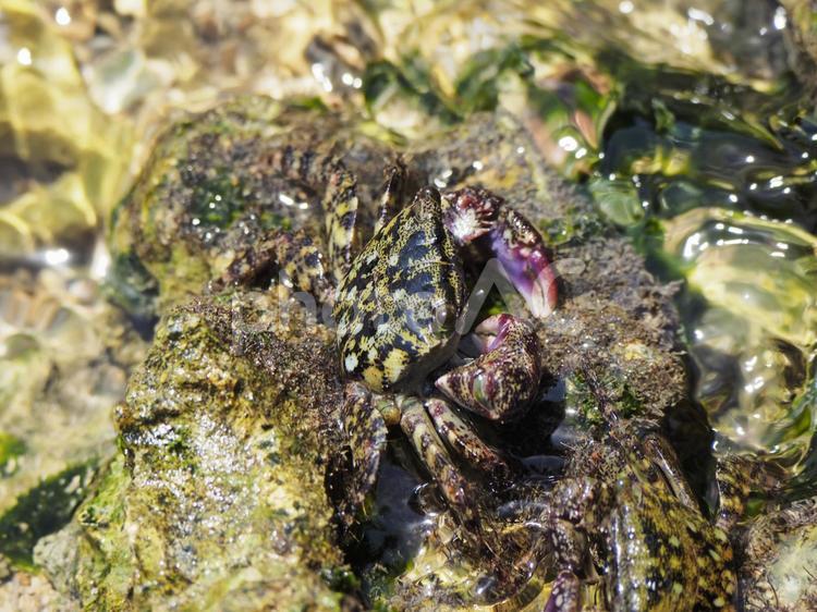 イワガニ_ぐしちゃん浜（沖縄県島尻郡八重瀬町）