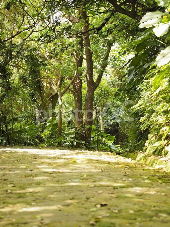林道_末吉公園（沖縄県那覇市首里）
