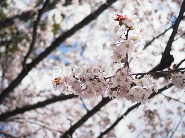 エゾヤマザクラ（北海道札幌市、大通公園）