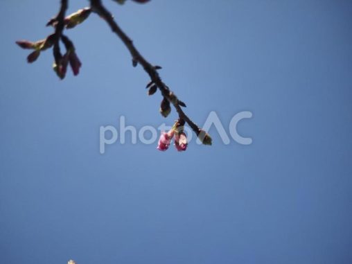 咲き始めのカンヒザクラ