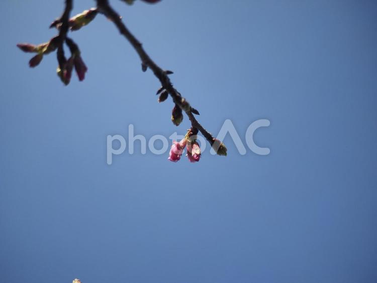 咲き始めのカンヒザクラ