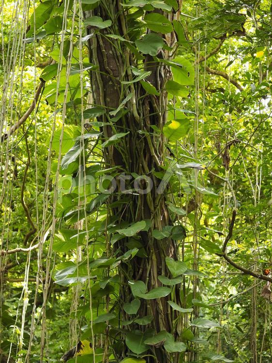ツタの張った木の幹_末吉公園（沖縄県那覇市首里）