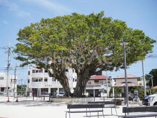 ガジュマルの木_道の駅やえせ（沖縄県八重瀬町具志頭）