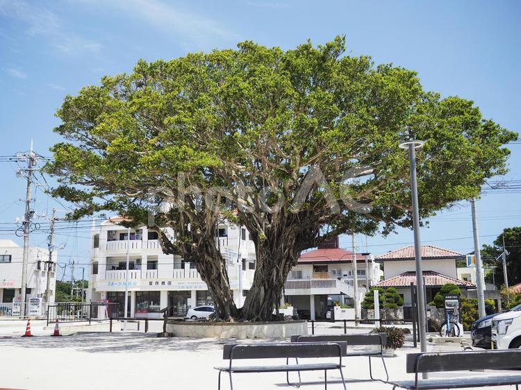 ガジュマルの木_道の駅やえせ（沖縄県八重瀬町具志頭）