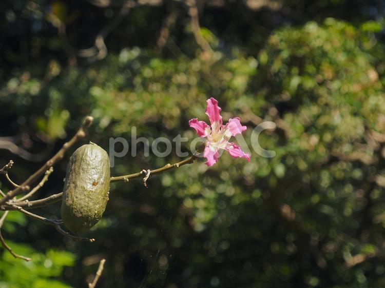 トックリキワタの実と花（沖縄県那覇市）