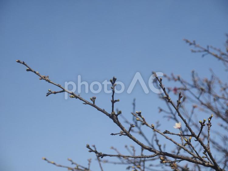 カンヒザクラのつぼみ（沖縄県那覇市）