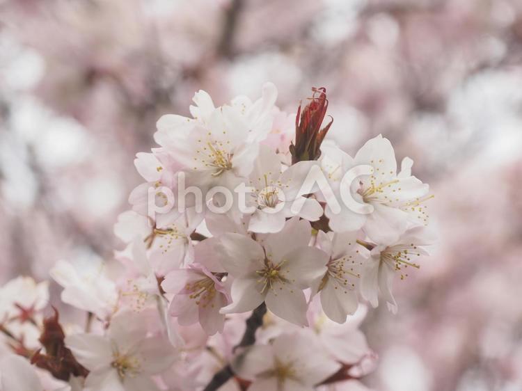 エゾヤマザクラ（北海道札幌市、円山公園）