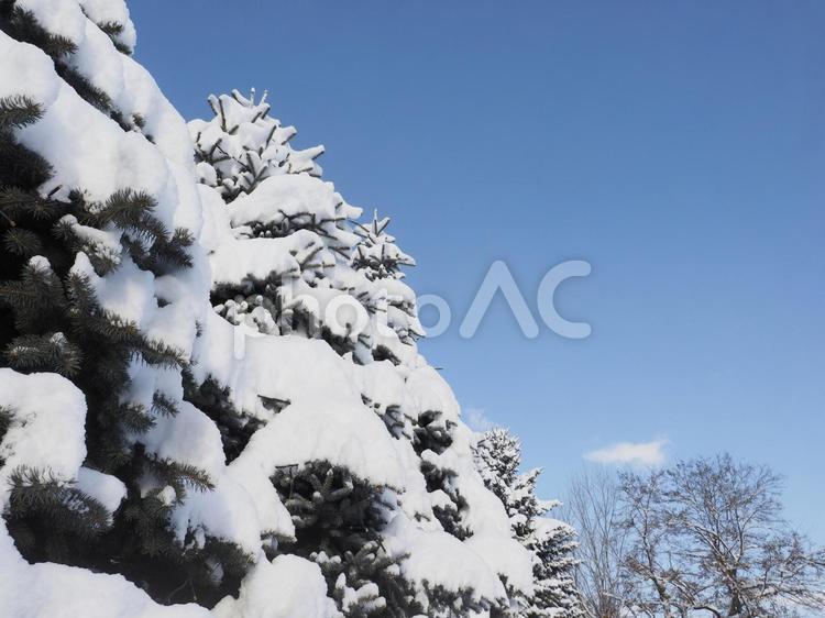 冬の木と青空（北海道札幌市）