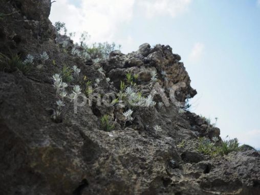 イシギク（モクビャッコウ）_ビーチコーミング（沖縄県うるま市勝連平安名）