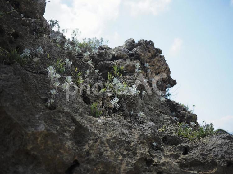 イシギク（モクビャッコウ）_ビーチコーミング（沖縄県うるま市勝連平安名）