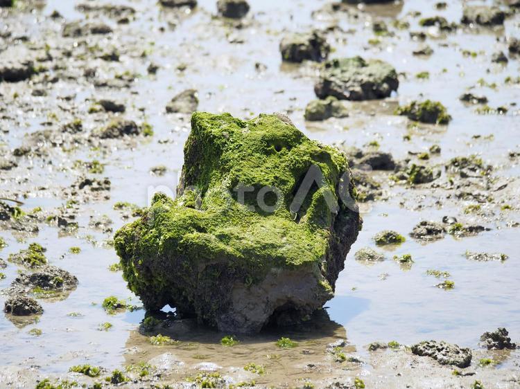 藻に覆われた干潟の石_瀬長島（沖縄県豊見城市瀬長）