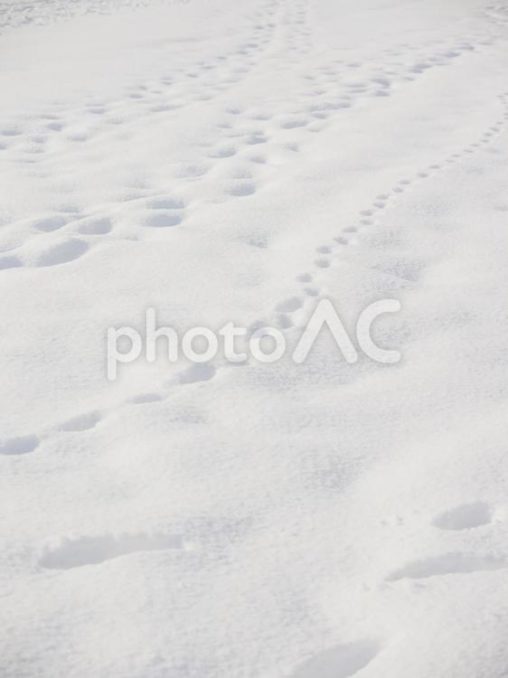 雪面と足跡（北海道札幌）