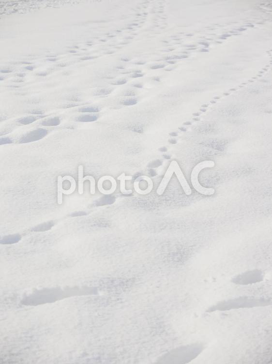 雪面と足跡（北海道札幌）