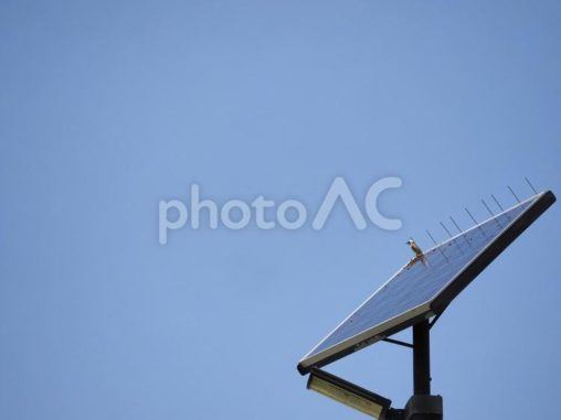 太陽光パネルとシロガシラ（沖縄県豊見城市瀬長）