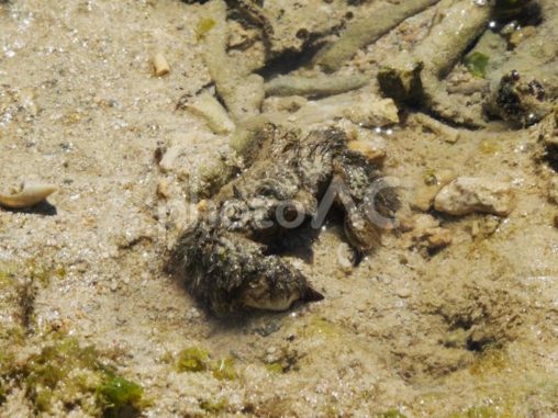 ケブカガニ_もめんばるビーチ（沖縄県中頭郡読谷村）