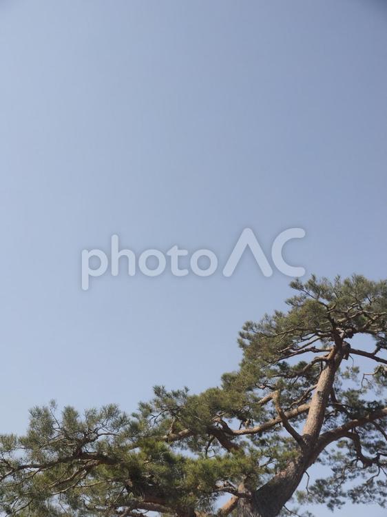 松の木と青空（北海道函館市）