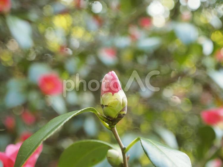 ツバキ（沖縄県那覇市）