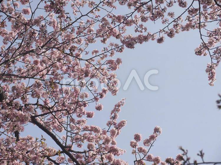 エゾヤマザクラ（北海道札幌市、円山公園）