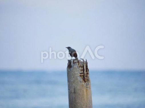 イソヒヨドリ_久手堅ビーチ(前ぬ浜）