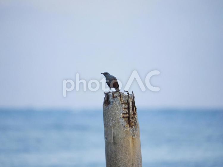 イソヒヨドリ_久手堅ビーチ(前ぬ浜）