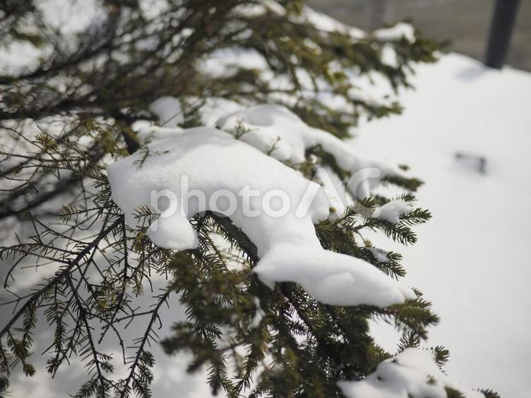 雪をかぶった木（北海道札幌市）