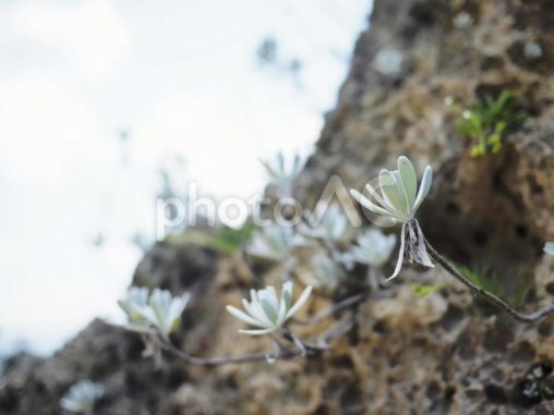 イシギク（モクビャッコウ）_ビーチコーミング（沖縄県うるま市勝連平安名）
