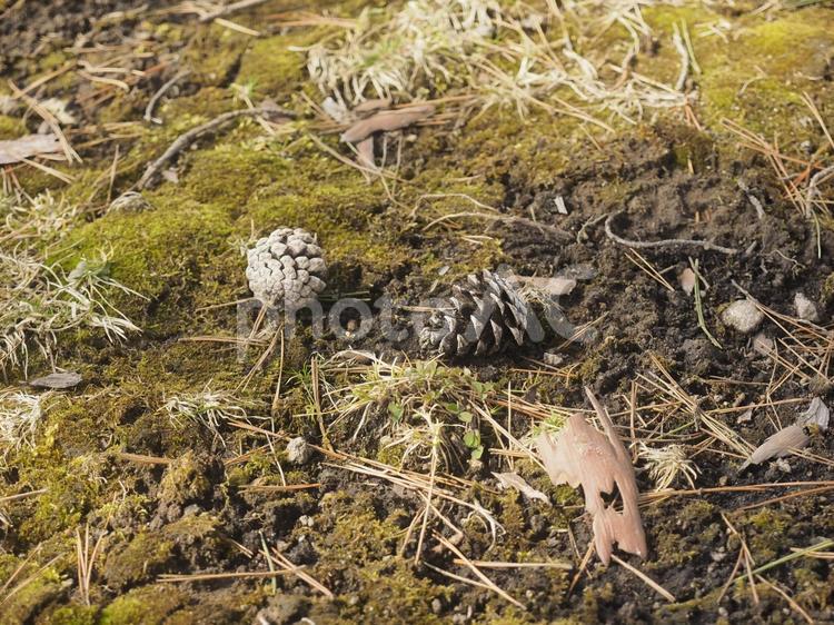 松ぼっくりと苔（北海道函館市）