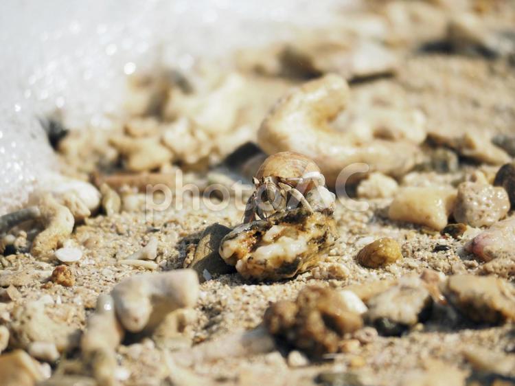 ヤドカリ_仲泊海岸(沖縄県恩納村仲泊)