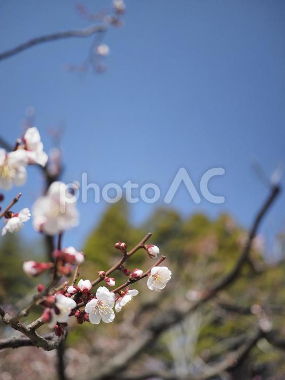 梅の花（北海道札幌市、円山公園）