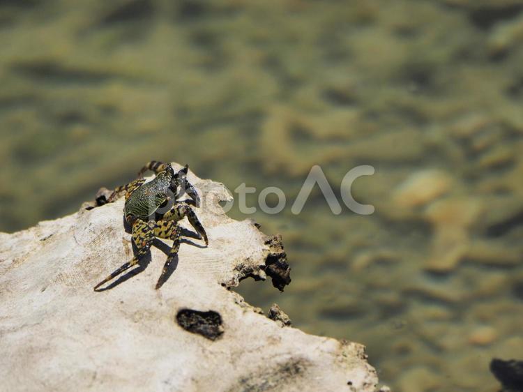 イワガニ_ぐしちゃん浜（沖縄県島尻郡八重瀬町）