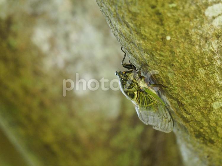 リュウキュウクマゼミ（沖縄県浦添市）