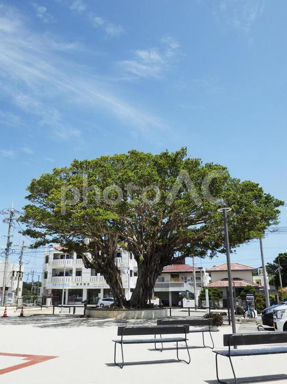 ガジュマルの木_道の駅やえせ(沖縄県八重瀬町具志頭