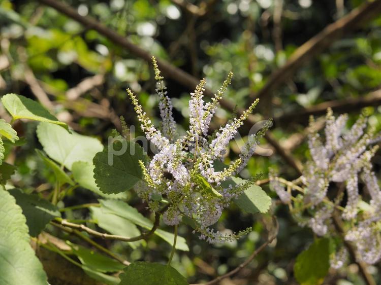 フブキバナ_末吉公園（沖縄県那覇市首里）