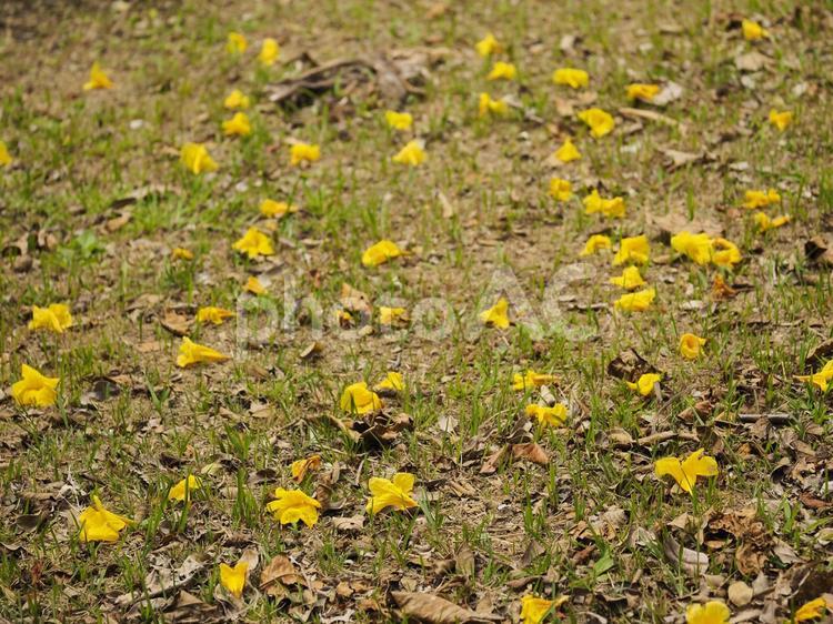 地面に落ちたコガネノウゼンの花_末吉公園（沖縄県那覇市首里）