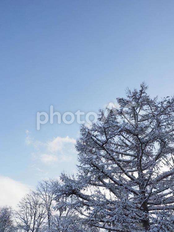 冬の木と青空（北海道札幌市）