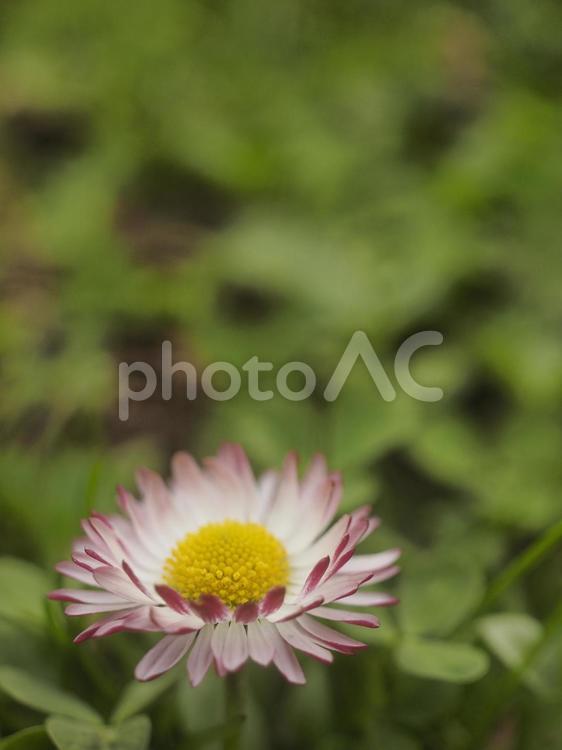 ヒナギク〔デージー〕（北海道札幌市）