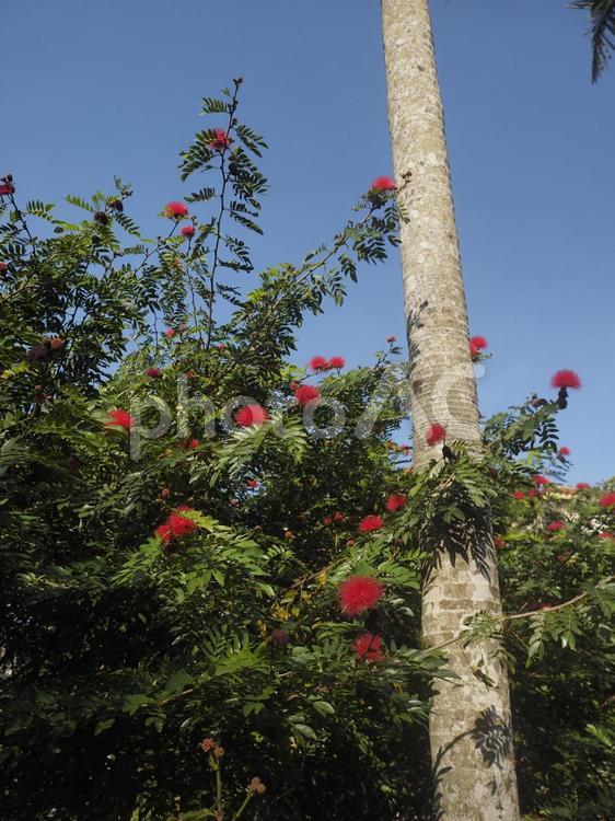 オオベニゴウカン（沖縄県那覇市）