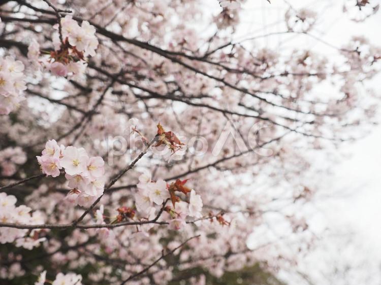 エゾヤマザクラ（北海道札幌市）
