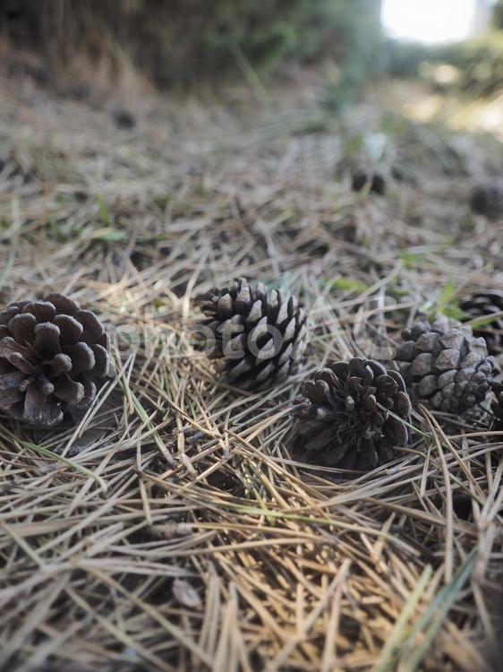 松ぼっくり（北海道函館市）