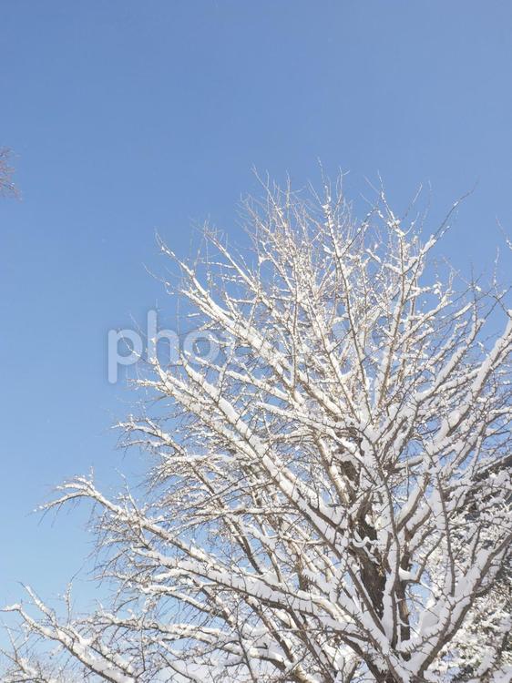 冬の木と青空（北海道札幌市）