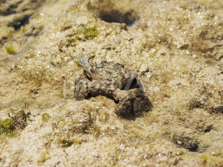 ケブカガニ_もめんばるビーチ（沖縄県中頭郡読谷村）