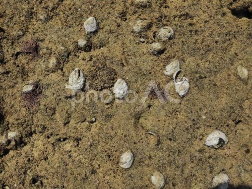 岩肌と貝_瀬良垣の浜(沖縄県恩納村瀬良垣)