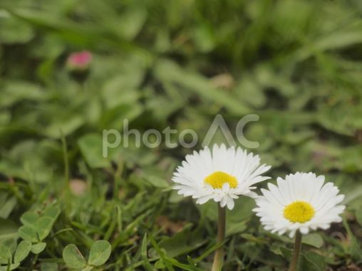 ヒナギク〔デージー〕（北海道札幌市）
