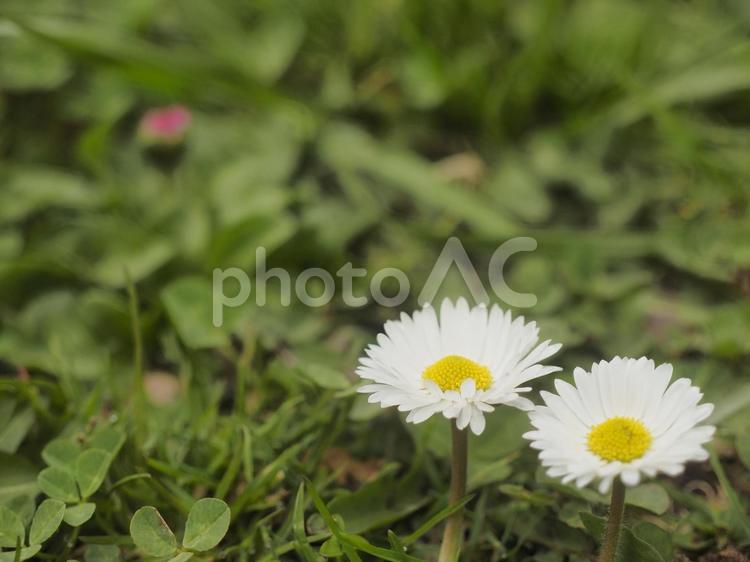 ヒナギク〔デージー〕（北海道札幌市）
